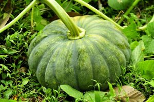 Fresh Kerala Pumpkin