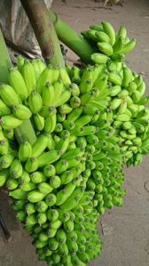 Fresh Green Karpuravalli Banana