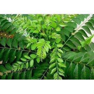 Organic Curry Leaves