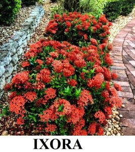 Ixora Plant