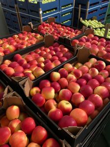 Red Mix Golden Apples