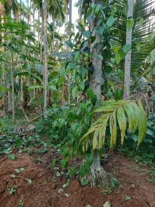 betel leaf