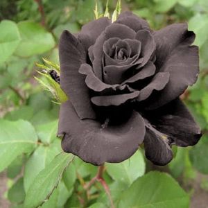 Black Rose Flower