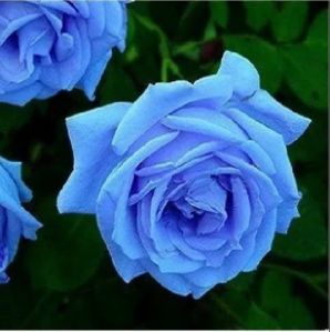 Blue Rose Flower