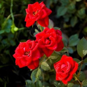 Red Button Rose Flower