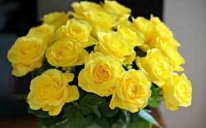 Yellow Button Rose Flower