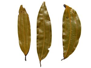 Dried Bay Leaves