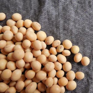 Soya Bean