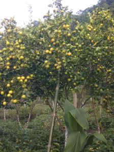 5 years old kachai lemon plant