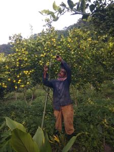 Kachai lemon fruit bearing plant