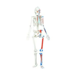 Human PVC Skeleton Model