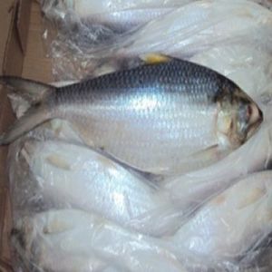 Frozen Ilish Fish