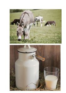 donkey milk