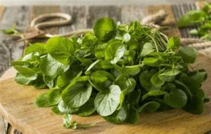 Green Fresh Watercress, For Human Consumption, Cooking, Home, Hotels, Shelf Life : 0-1months