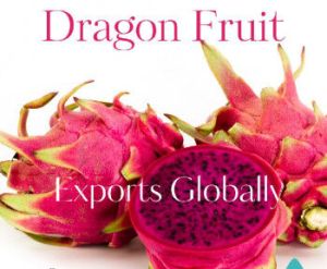 fresh dragon fruit