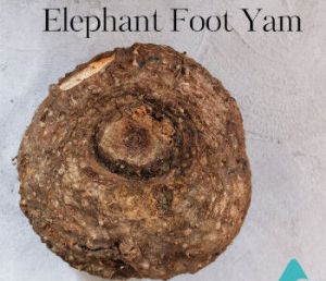 Fresh Elephant Foot Yam