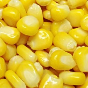 Organic Sweet Corn