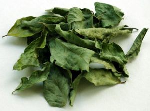 1836 Curry Leaves