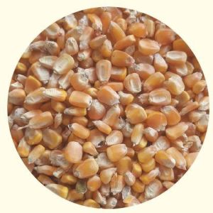 Organic Yellow Maize Seeds, For Making Popcorn, Human Food, Style : Dried