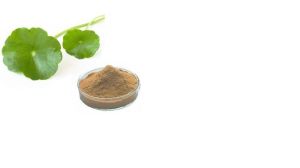 centella asiatica leaves powder