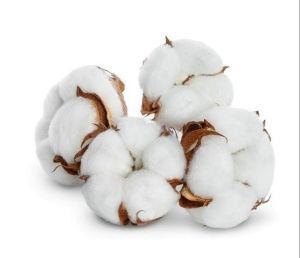 White Kapas Cotton