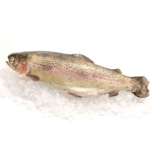 Frozen Trout Fish