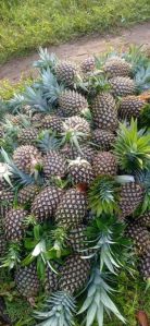 pineapple pulp