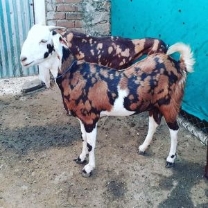 gujri female pregnant goat