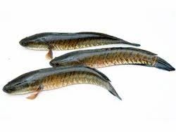 Mini Murrel Fishes