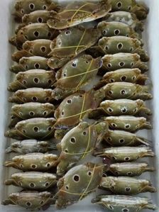 3 Eye Sea Crab