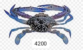 Blue Crab