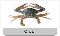 Cross Crab