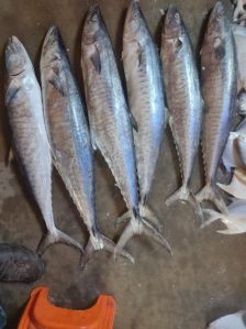 Surmai/Seer/KingFish (1kg)