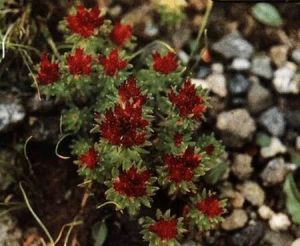 Rhodiola Rosea Extract