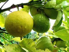 bergamot oil