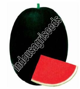 Indo Us Raksha Watermelon F1 Hybrid Seeds