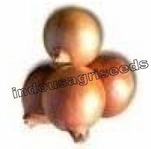 F1 Onion Hybrid Seeds