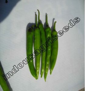 Indo Us Resham Op Hybrid Chilli Seeds