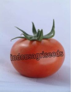 Indo Us Richnesh Tomato F1 Hybrid Seeds