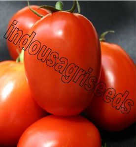 Indo Us Rigour Fighter Tomato F1 Hybrid Seeds