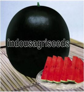Indo Us Round Baby Watermelon F1 Hybrid Seeds