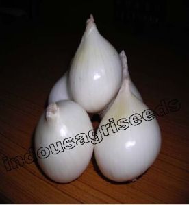 White 303 Onion F1 Hybrid Seeds