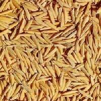 Rice Seeds