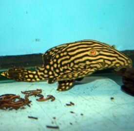 Pleco Fishes