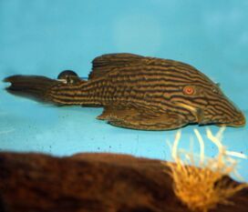 Premium Malaysian Red Arowana