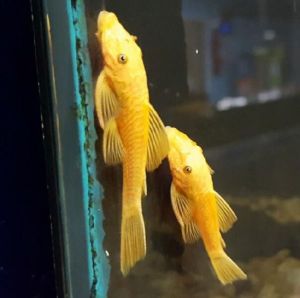 Super Red Ancitrus Pleco, Arowanas and Many Other Tropical Fishes For Sale.
