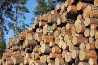 Timber Logs