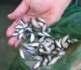 Hatchery Fish Seeds