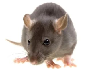 Industrial Rodent Control Services