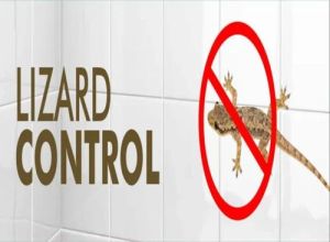 Lizard Control Service